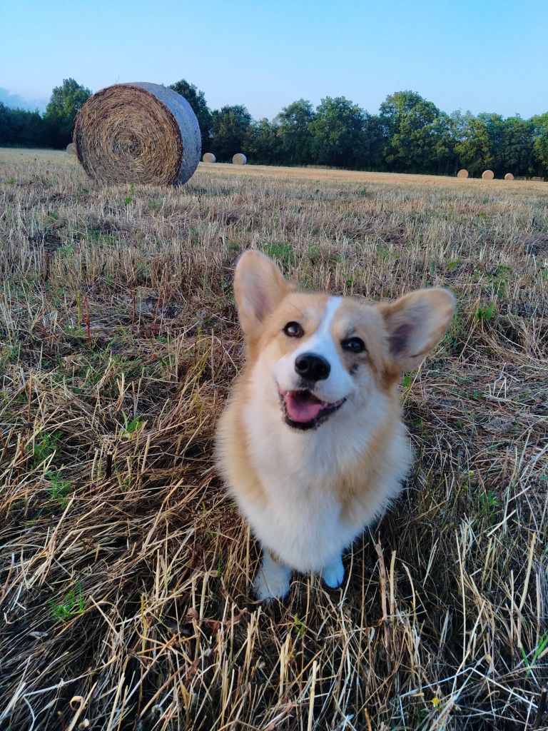 Les Welsh Corgi Pembroke de l'affixe Des Bergers De La Petite Isle